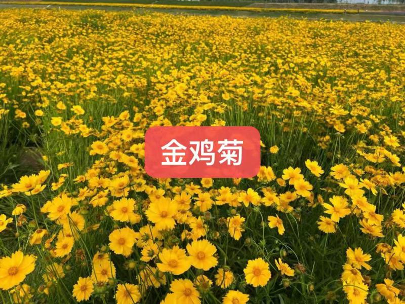 金鸡菊种子多年生宿根花卉草种耐寒耐旱耐热观赏花草花海庭院