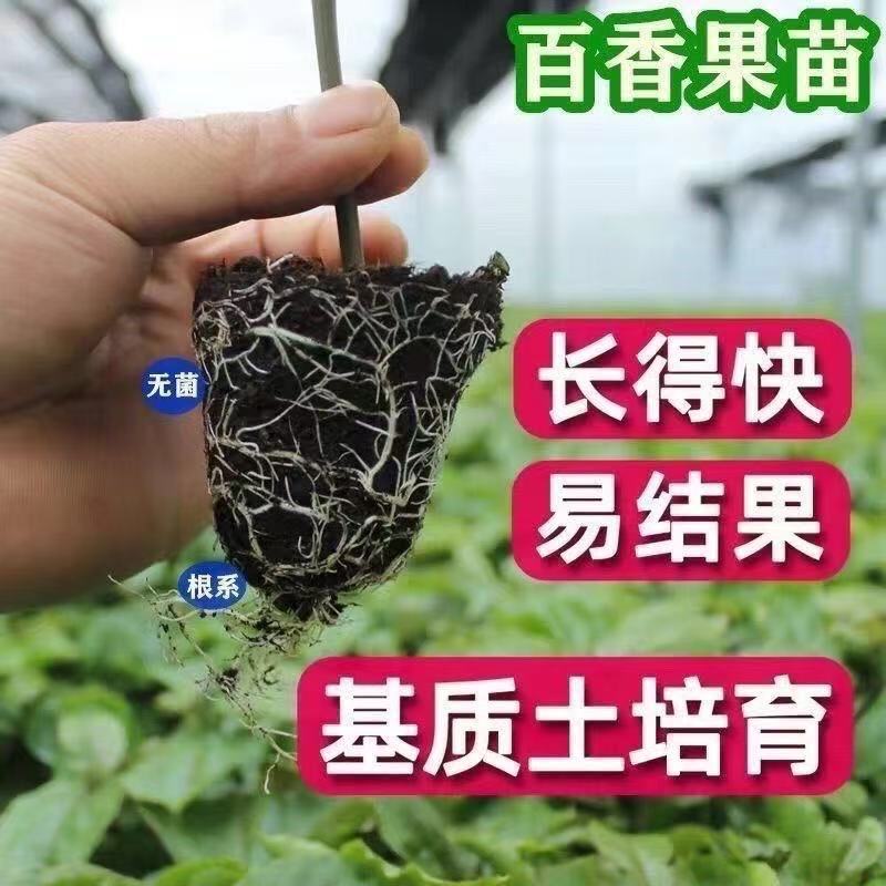 百香果苗钦蜜9号