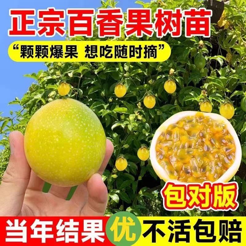 百香果苗钦蜜9号