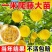 百香果苗钦蜜9号