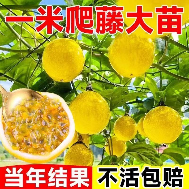 百香果苗钦蜜9号