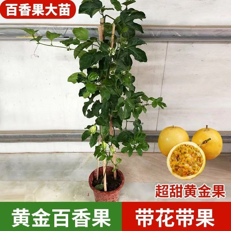 百香果苗钦蜜9号