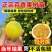 百香果苗钦蜜9号