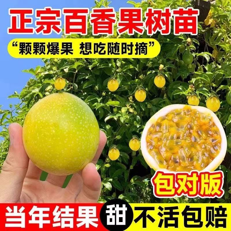百香果苗钦蜜9号
