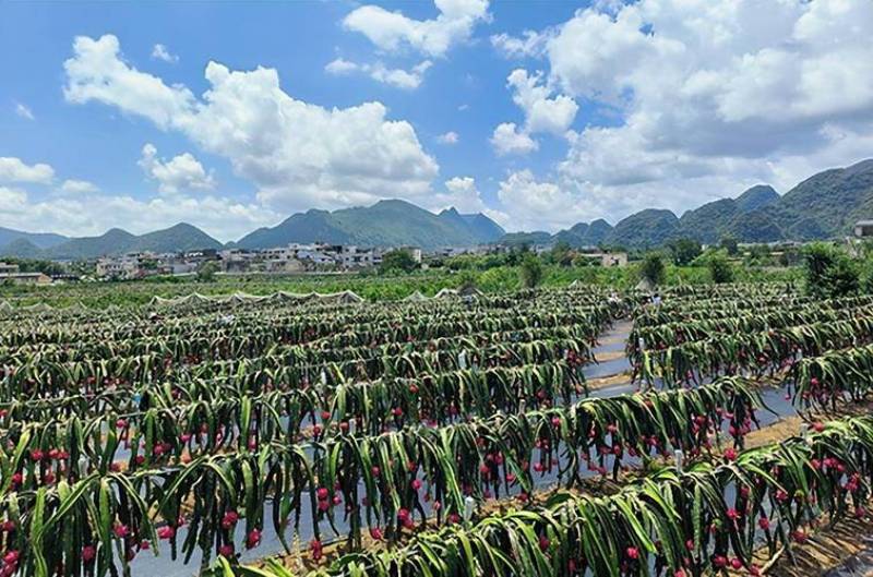 红心火龙果