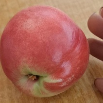 油桃毛桃