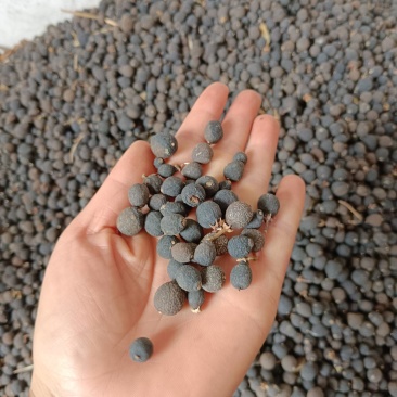 枳实统货大量有货