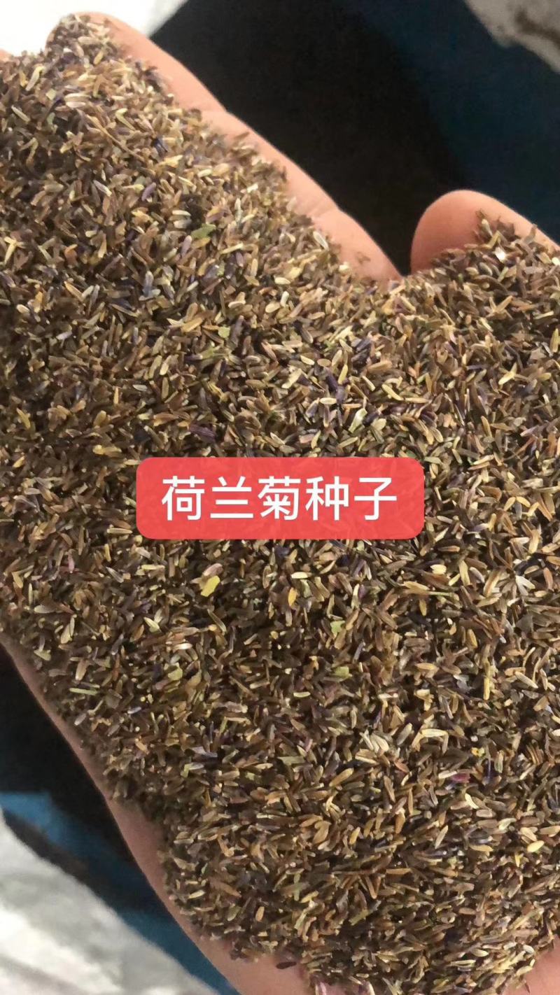 荷兰菊花种子庭院花海矮型非姬小菊多年生耐寒花种籽柳叶菊紫