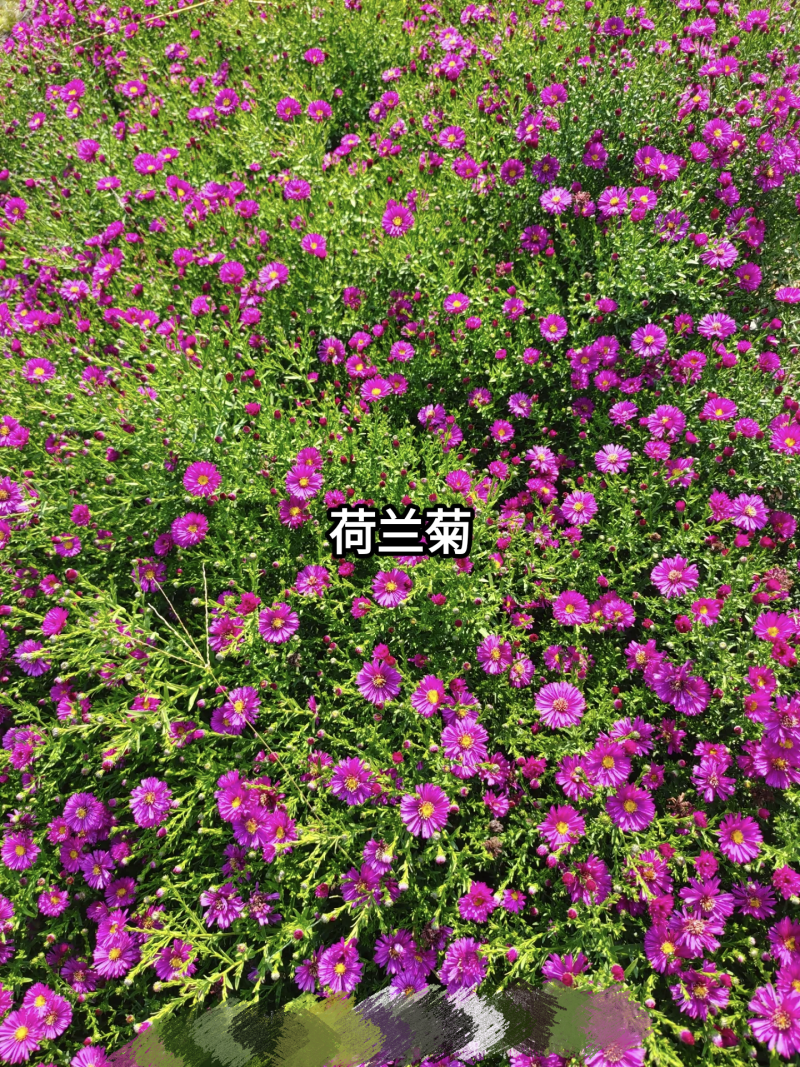 荷兰菊花种子庭院花海矮型非姬小菊多年生耐寒花种籽柳叶菊紫
