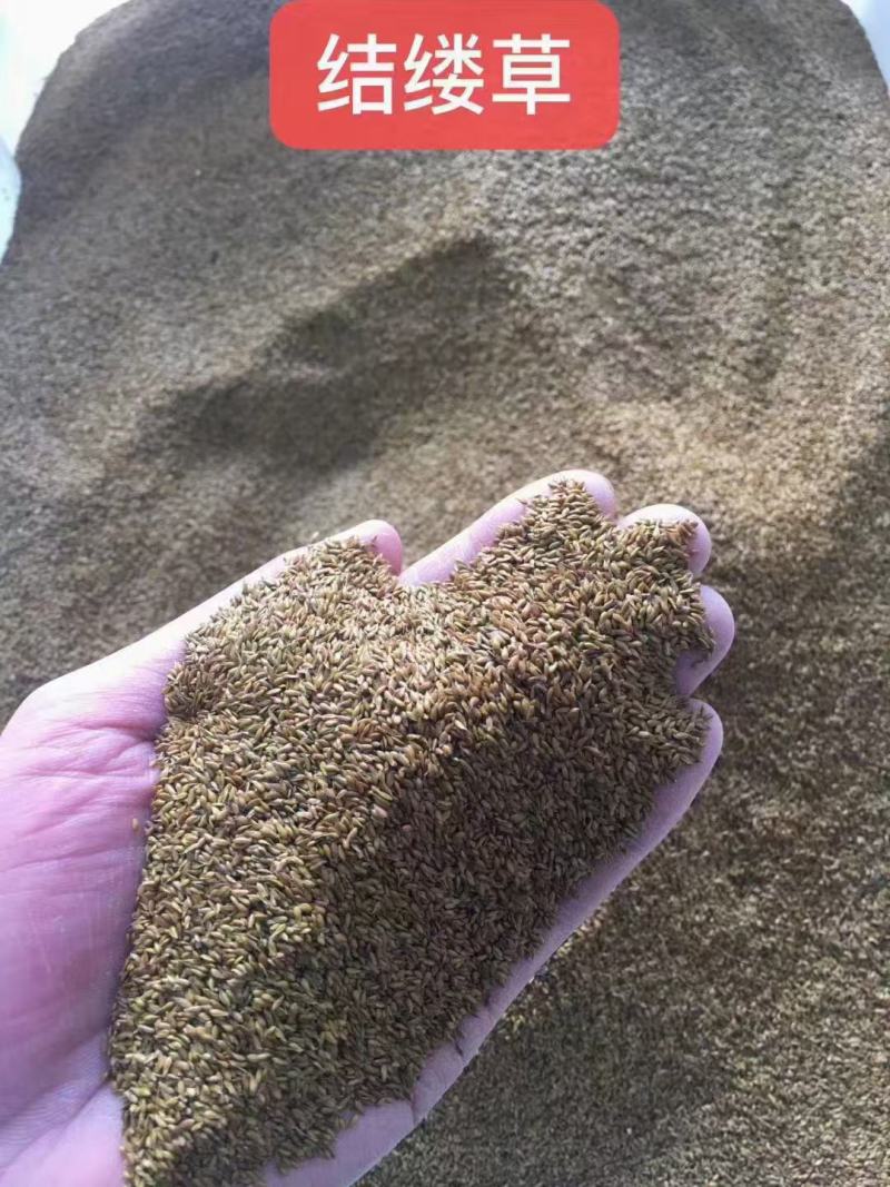 进口中华结缕草种子草坪草籽四季长青矮生耐践踏庭院足球场草
