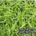 进口中华结缕草种子草坪草籽四季长青矮生耐践踏庭院足球场草