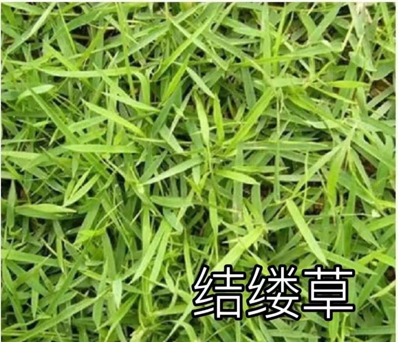 进口中华结缕草种子草坪草籽四季长青矮生耐践踏庭院足球场草