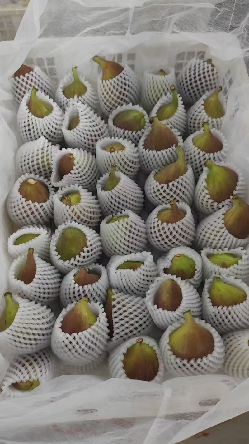 云南昆明波姬红无花果基地直销四季不断货