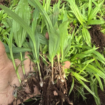 紫花宽叶三叉大白芨直播苗
