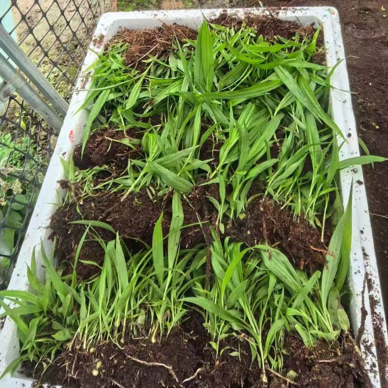 紫花宽叶三叉大白芨直播苗