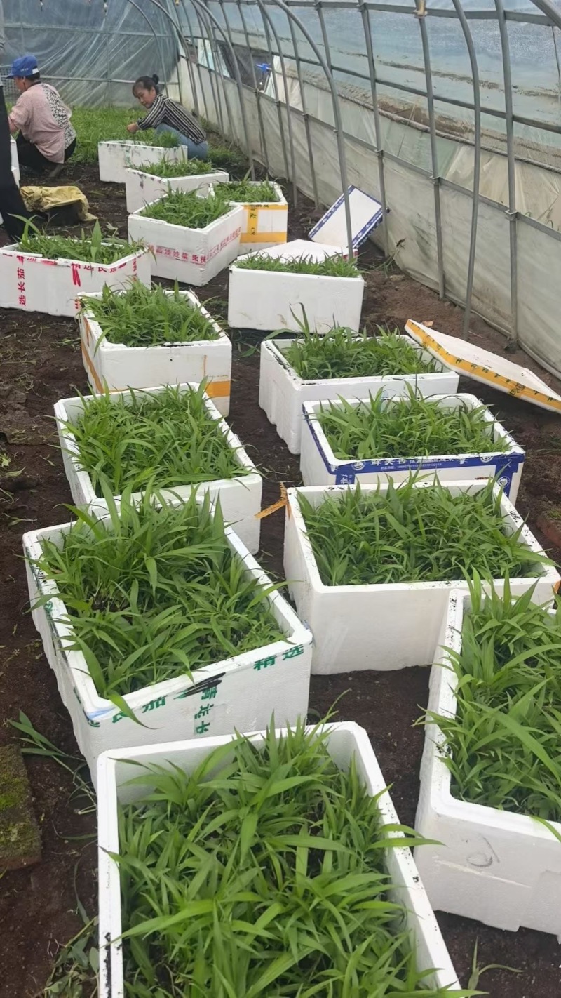 紫花宽叶三叉大白芨直播苗