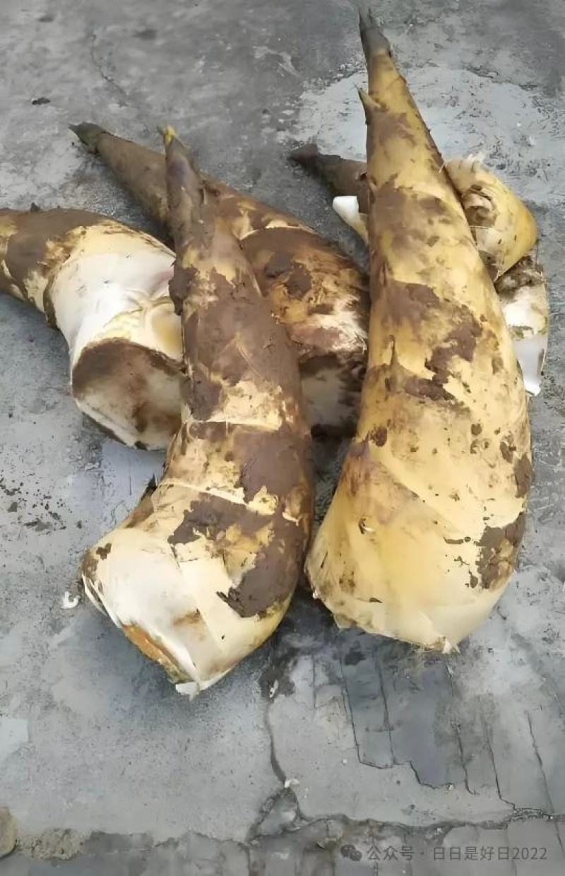 沙口笋