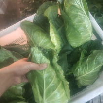 云南高山冷凉蔬菜牛心甘蓝大量上市对接全国市场商超