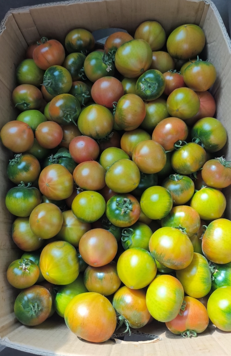 盘锦碱地柿子