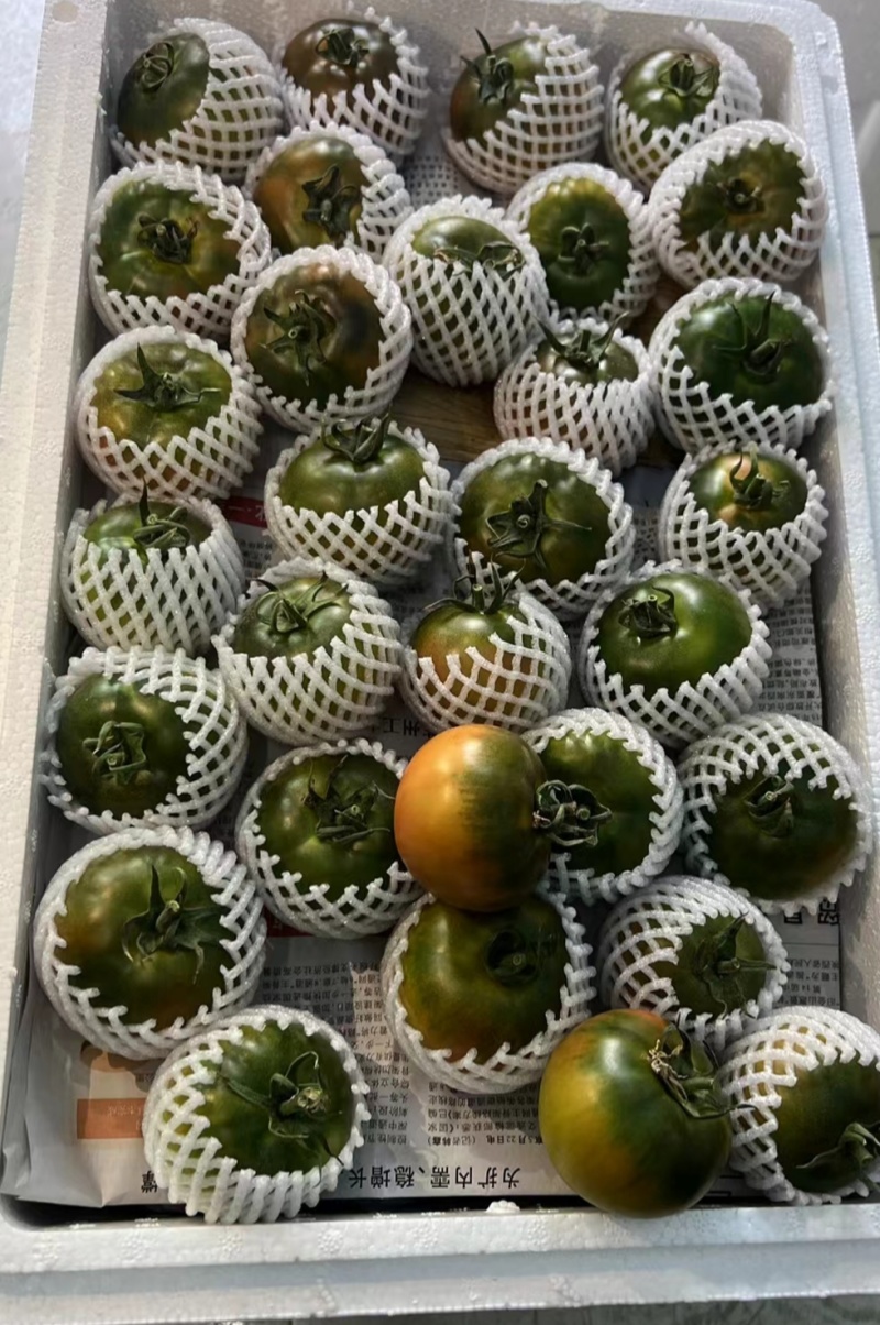 盘锦碱地柿子