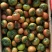 盘锦碱地柿子