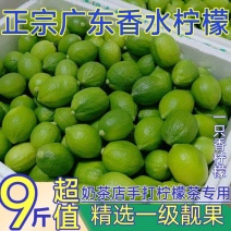 广东香水柠檬一级果无籽爆香新鲜青柠檬奶茶店手打柠檬专用青