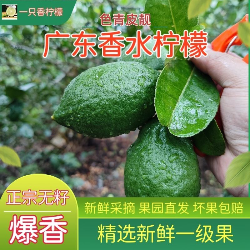 广东香水柠檬一级果无籽爆香新鲜青柠檬奶茶店手打柠檬专用青