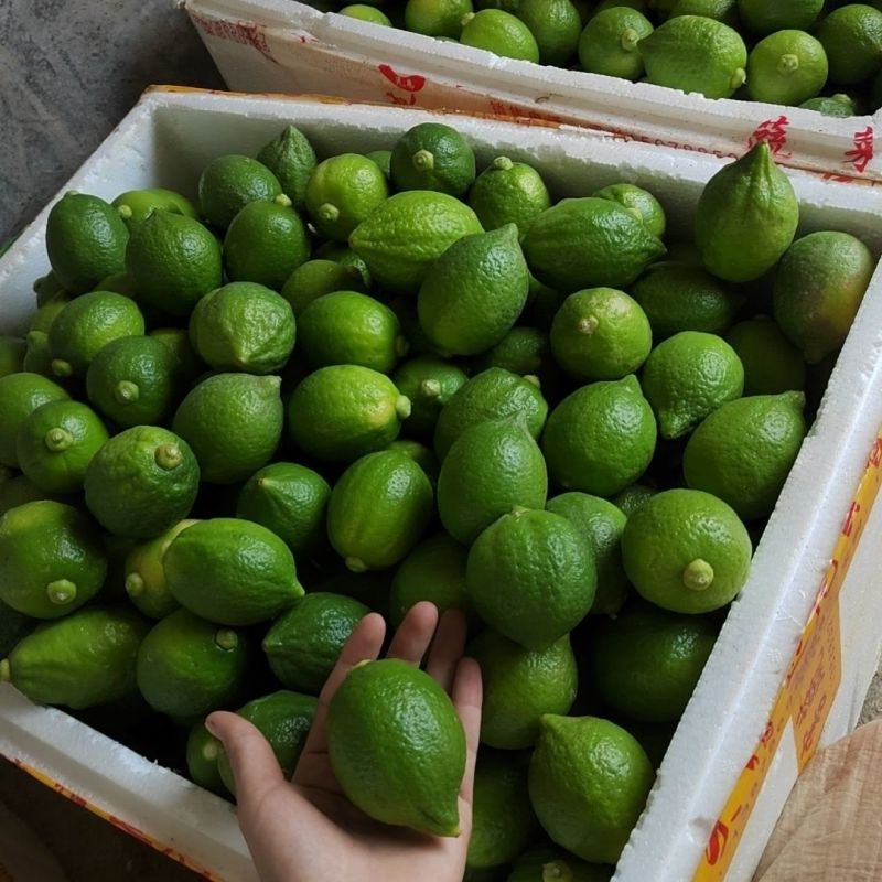 广东香水柠檬一级果无籽爆香新鲜青柠檬奶茶店手打柠檬专用青
