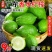 广东香水柠檬一级果无籽爆香新鲜青柠檬奶茶店手打柠檬专用青