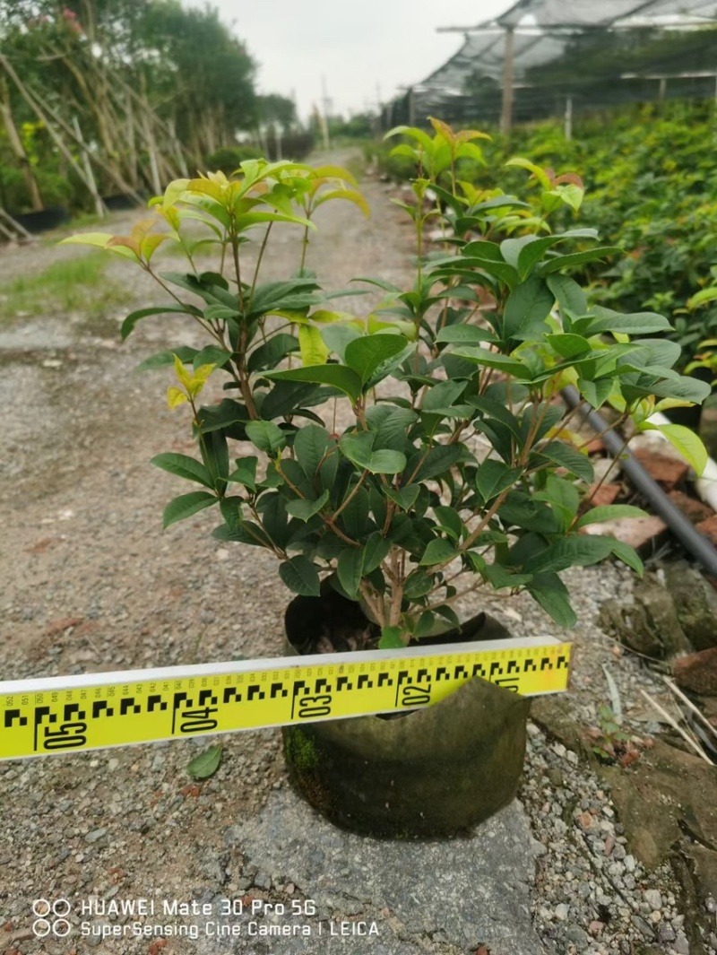 桂花袋苗