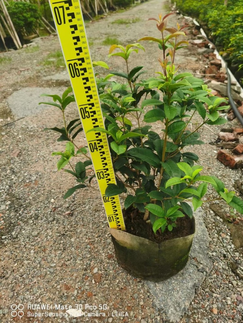 桂花袋苗
