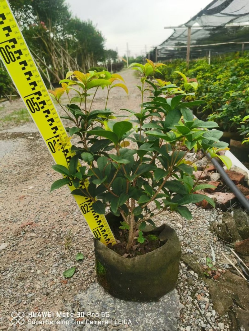 桂花袋苗