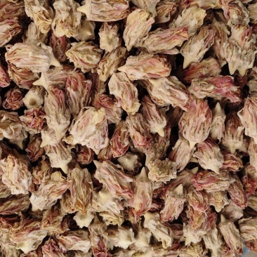 仙人掌花玉蓉花麒麟花