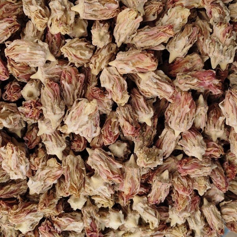 仙人掌花玉蓉花麒麟花