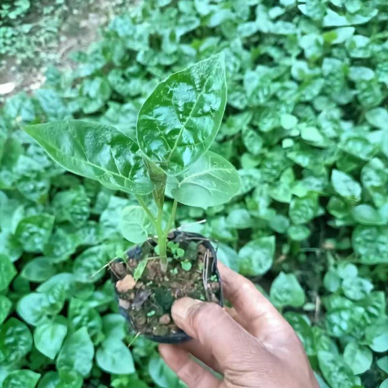 大树番茄苗子，云南树番茄，包回收果666666666
