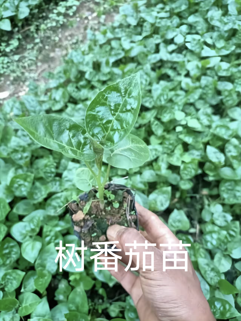 大树番茄苗子，云南树番茄，包回收果666666666