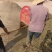 丹参种子，血参种子