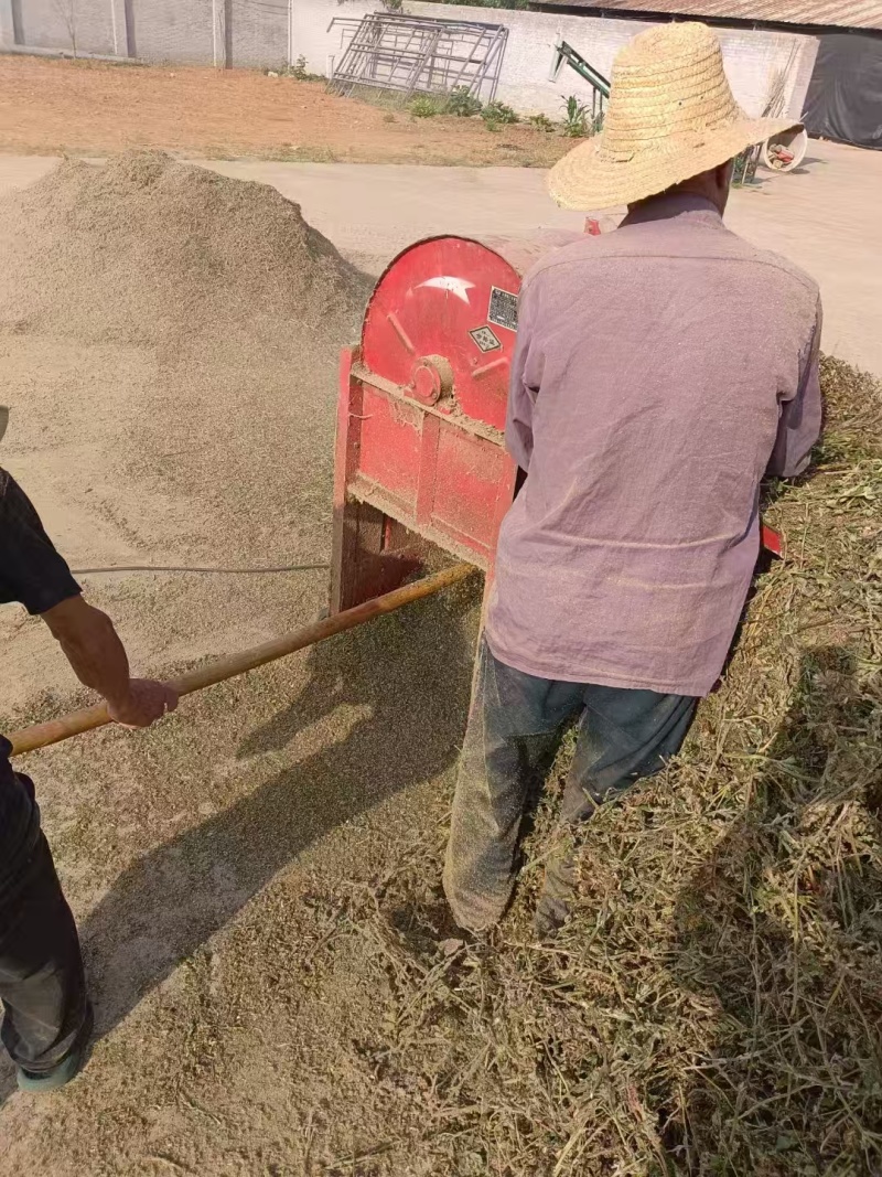 丹参种子，血参种子