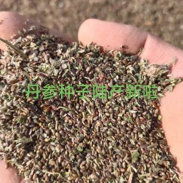 丹参种子，血参种子