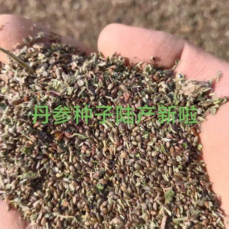 丹参种子，血参种子