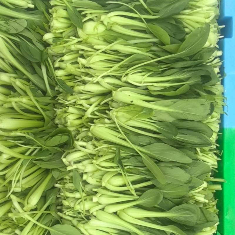 鸡毛菜