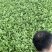 鸡毛菜