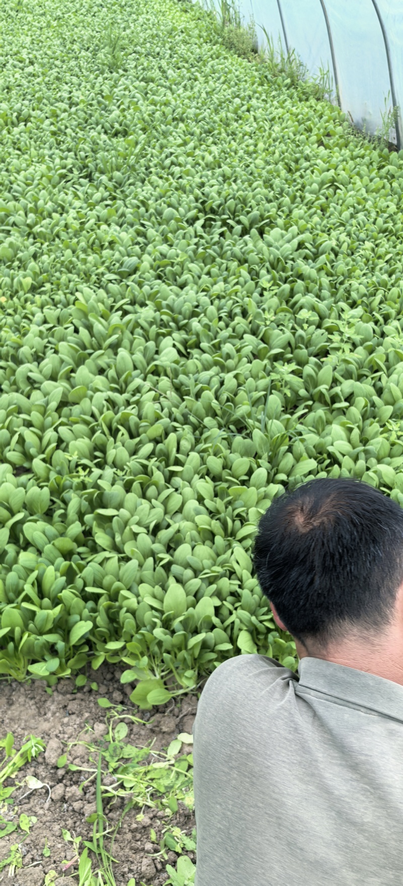 鸡毛菜