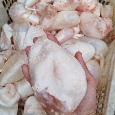 鲜鱼活取精品鱼肚，量大质优价格优惠