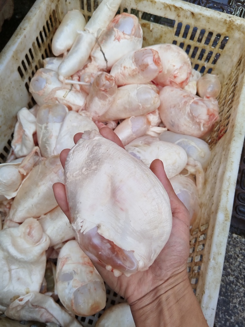 鲜鱼活取精品鱼肚，量大质优价格优惠