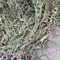 广西深山中药材凤凰草凤尾草鸡脚草金鸡尾鸡爪草下