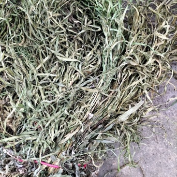 广西深山中药材凤凰草凤尾草鸡脚草金鸡尾鸡爪草下