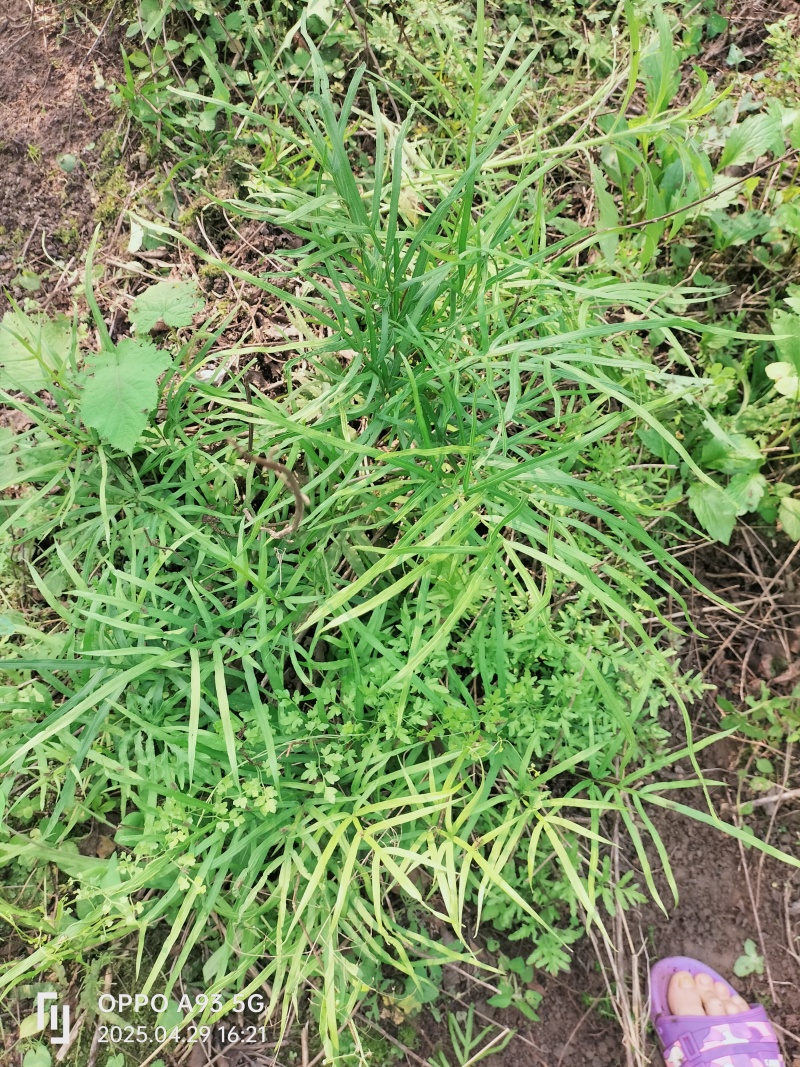 广西深山中药材凤凰草凤尾草鸡脚草金鸡尾鸡爪草下