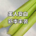 茭白，美人茭白产地一手货源量大价优全国发货欢迎电话联系