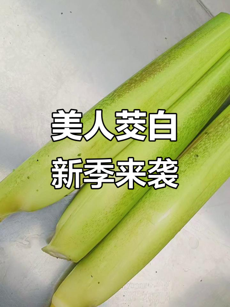 茭白，美人茭白产地一手货源量大价优全国发货欢迎电话联系